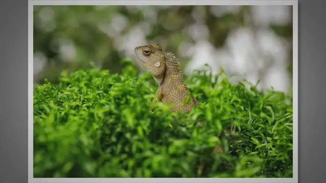 Video thumbnail for How to Painlessly Kill a Lizard: A Simple Guide