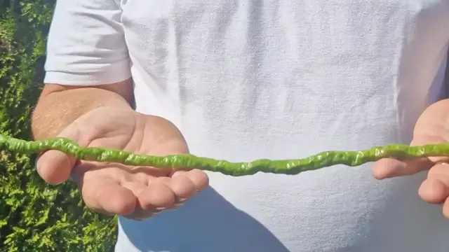 Video thumbnail for Longest Chilli Pepper