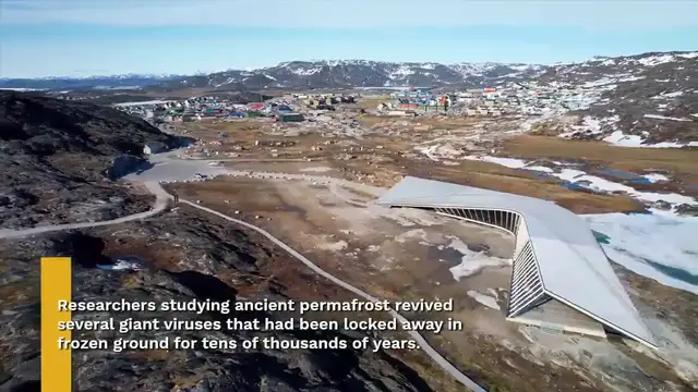 Video thumbnail for Ancient 48,500-year-old virus revived by permafrost thaw
