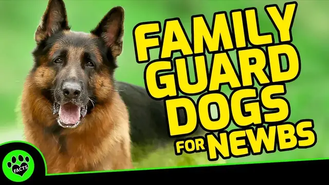 'Video thumbnail for Top 5 Family Guard Dogs for First-Time Owners: Ultimate Guide to Choosing the Best Protector'