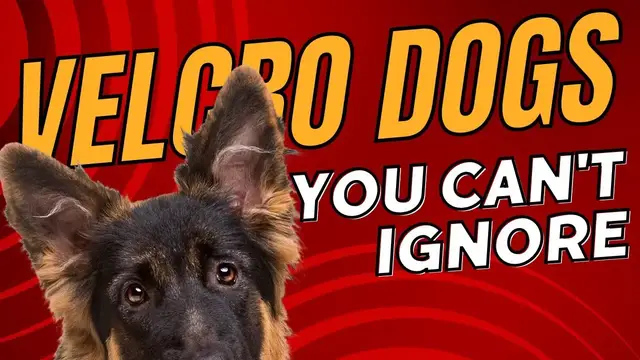 'Video thumbnail for Top 10 10 Velcro Dog Breeds That Stick by Your Side'