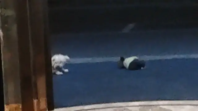 Video thumbnail for Playful Dogs Activate Sensor Door in Jiangsu