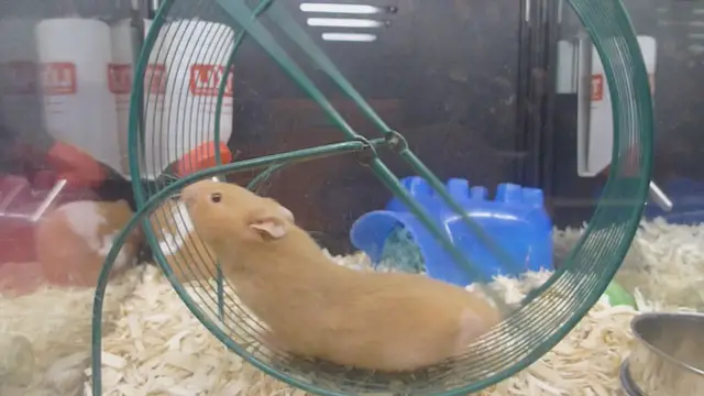 Video thumbnail for hamsters-in-cage-with-running-wheel-SBV-335731773-HD