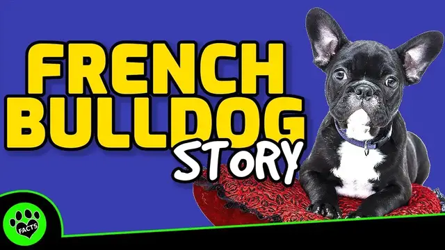 'Video thumbnail for French Bulldogs 101: Discovering the Fascinating History and Future of the Fun-sized Companion Dog'