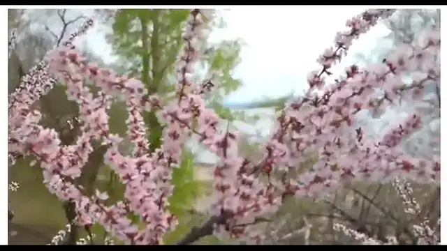 Video thumbnail for Sakura flower