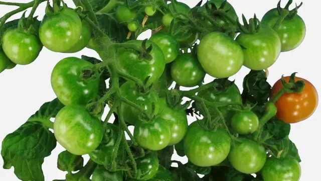 Video thumbnail for How to Grow Tomatoes in Pots