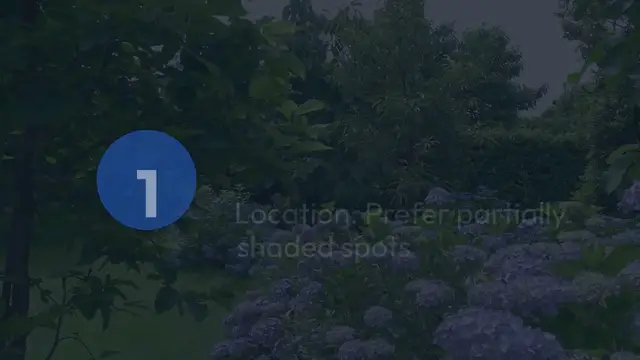 Video thumbnail for Hydrangea Care Tips