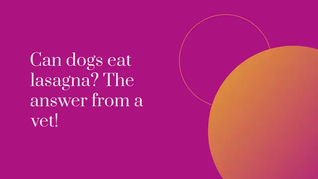 Video thumbnail for Can dogs eat lasagna? The answer from a vet!