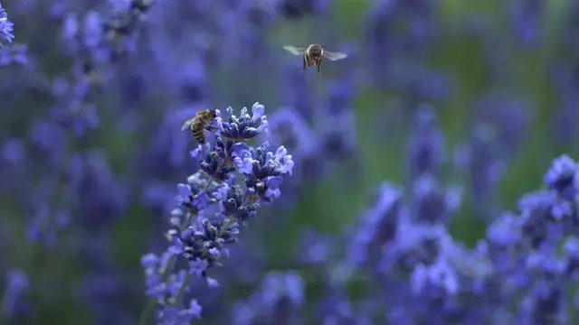 Video thumbnail for Best Lavender Varieties For Gardens