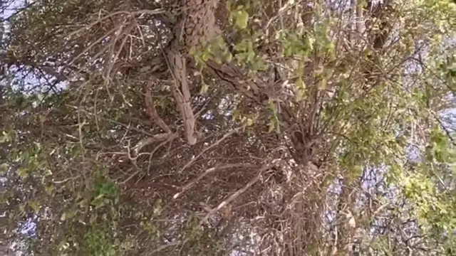 Video thumbnail for Tree with nest