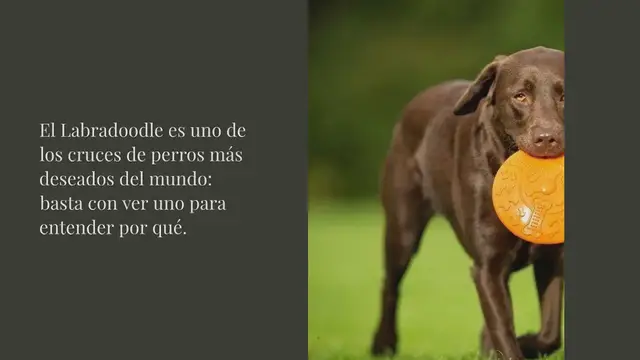 Video thumbnail for Labradoodle: precio, características y curiosidades