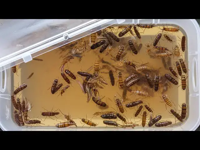 'Video thumbnail for Simple, Easy, DIY Earwig Trap - That Gets Rid of Them Whilst You Sleep'