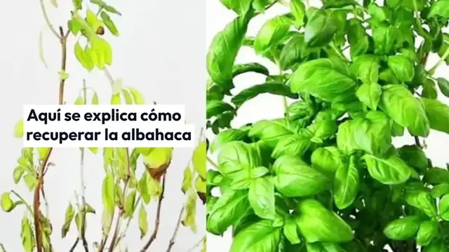 Video thumbnail for Albahaca podrida, cómo recuperarla en pocos minutos: el antiguo truco