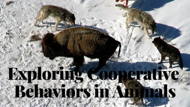 Video thumbnail for Exploring Cooperative Behaviors in Animals