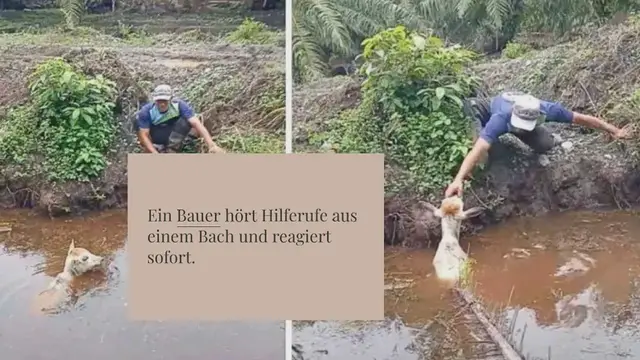 Video thumbnail for Farmer hören Hilferufe aus einem Bach – als sie sehen, was passiert ist, reagieren sie sofort
