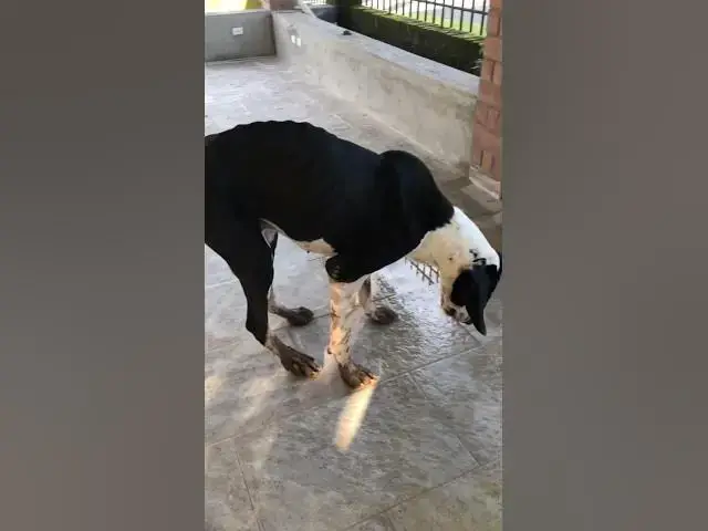 Video thumbnail for Perro enorme