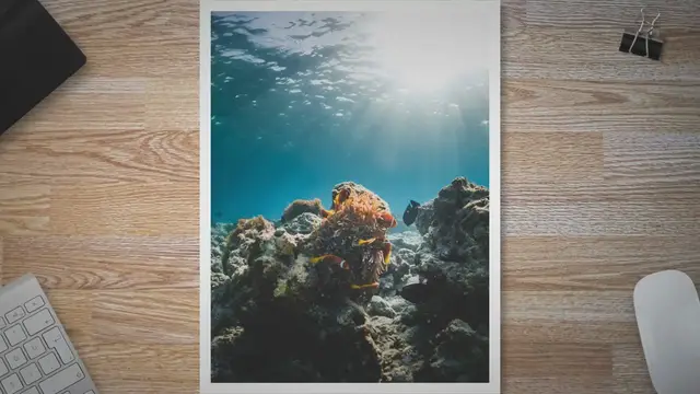 Video thumbnail for Small Marine Animals and Their Attributes: Discovering The Wonders