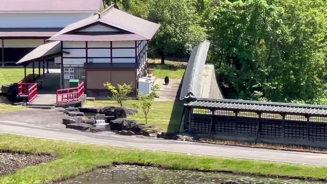 Video thumbnail for Japan: Bears Spotted Near Residential Areas as Spring Temperatures Rise.