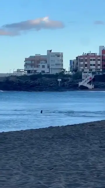 Video thumbnail for Hai am Strand von Melenara gesichtet