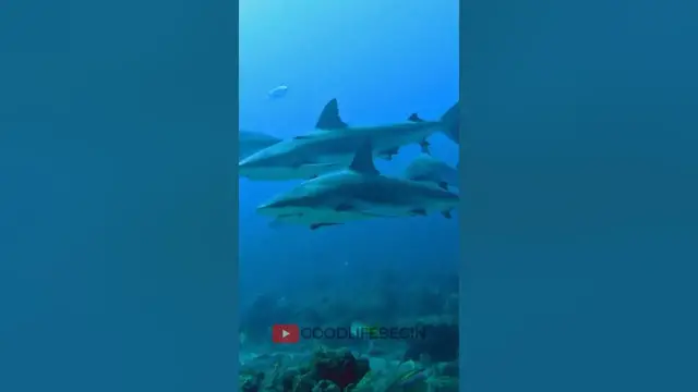 Video thumbnail for 10 Best Island Reefs around the World #reef #shorts