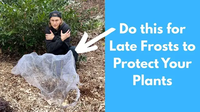 Video thumbnail for Protecting Plants from Late Frosts is Essential