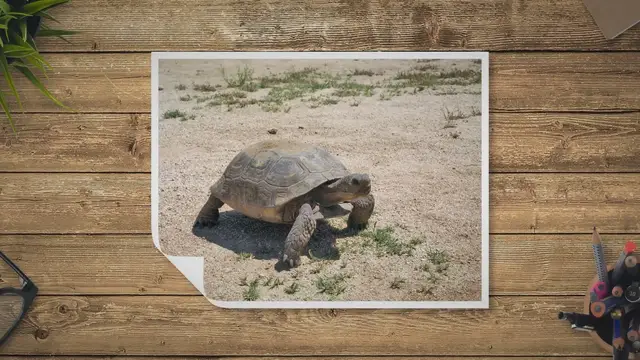 Video thumbnail for What Vegetables Can Desert Tortoises Eat? Exploring the World of Vegetables