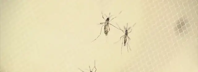 Video thumbnail for New York City sees first human West Nile case of the season