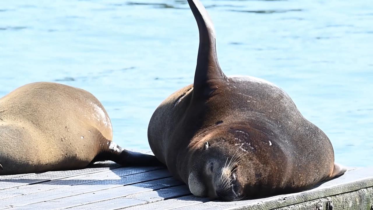 Video thumbnail for US: Sea lions gather at San Francisco’s Pier 39.