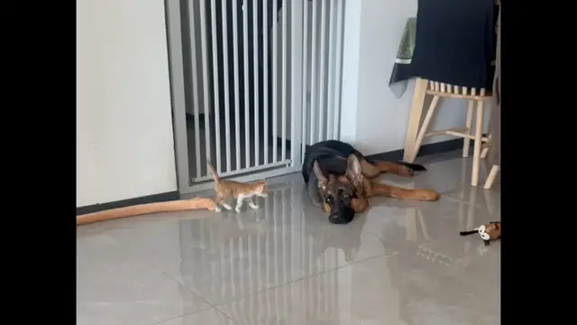 Video thumbnail for German Shepherd Surprised by Playful Kitten's Grooming Attempt