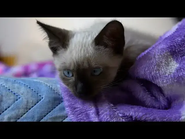 Video thumbnail for Why do cats knead with their paws?
