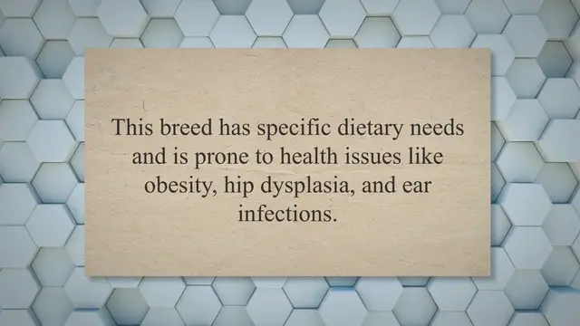 Video thumbnail for Choosing the Right Diet for Blue Roan Cocker Spaniels: A Guide for Pet Owners