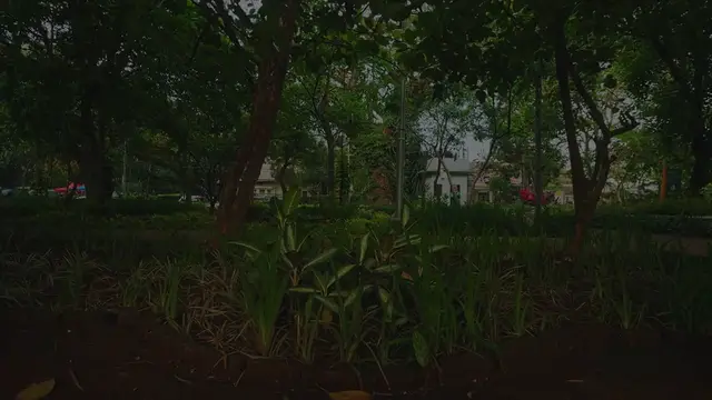 Video thumbnail for Evergreen Shrubs