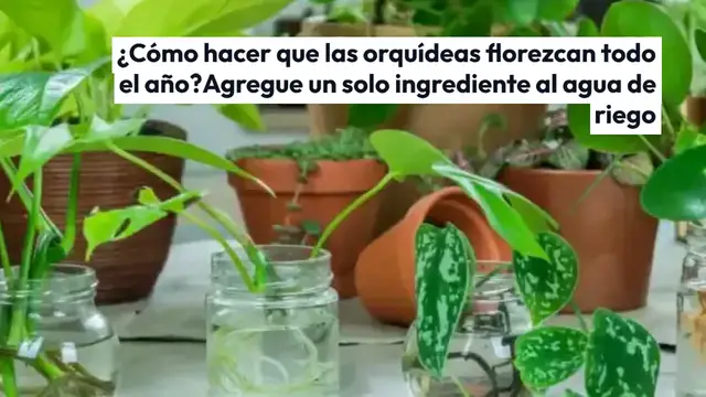 Video thumbnail for ¿Cómo hacer que las orquídeas florezcan todo el año? Agregue un solo ingrediente al agua de riego