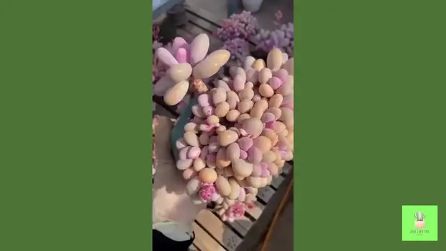 'Video thumbnail for Pink Succulent Colletion '