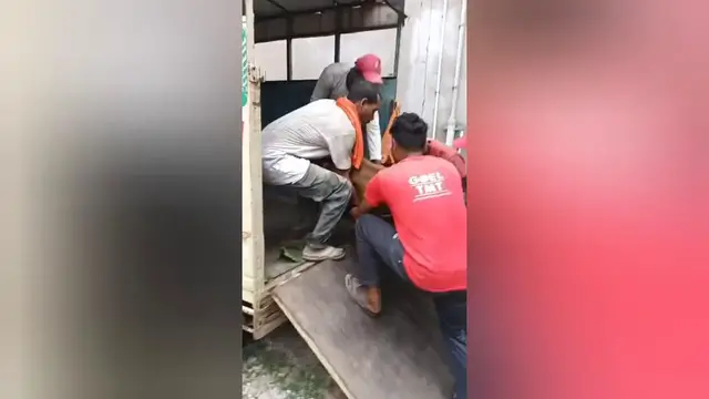 Video thumbnail for India: Social organisation rescued a calf involved in an accident in Shahdol, Madhya Pradesh.