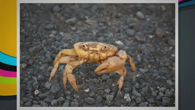 Video thumbnail for Where Do You Find Mussels? Exploring the Bountiful Habitat