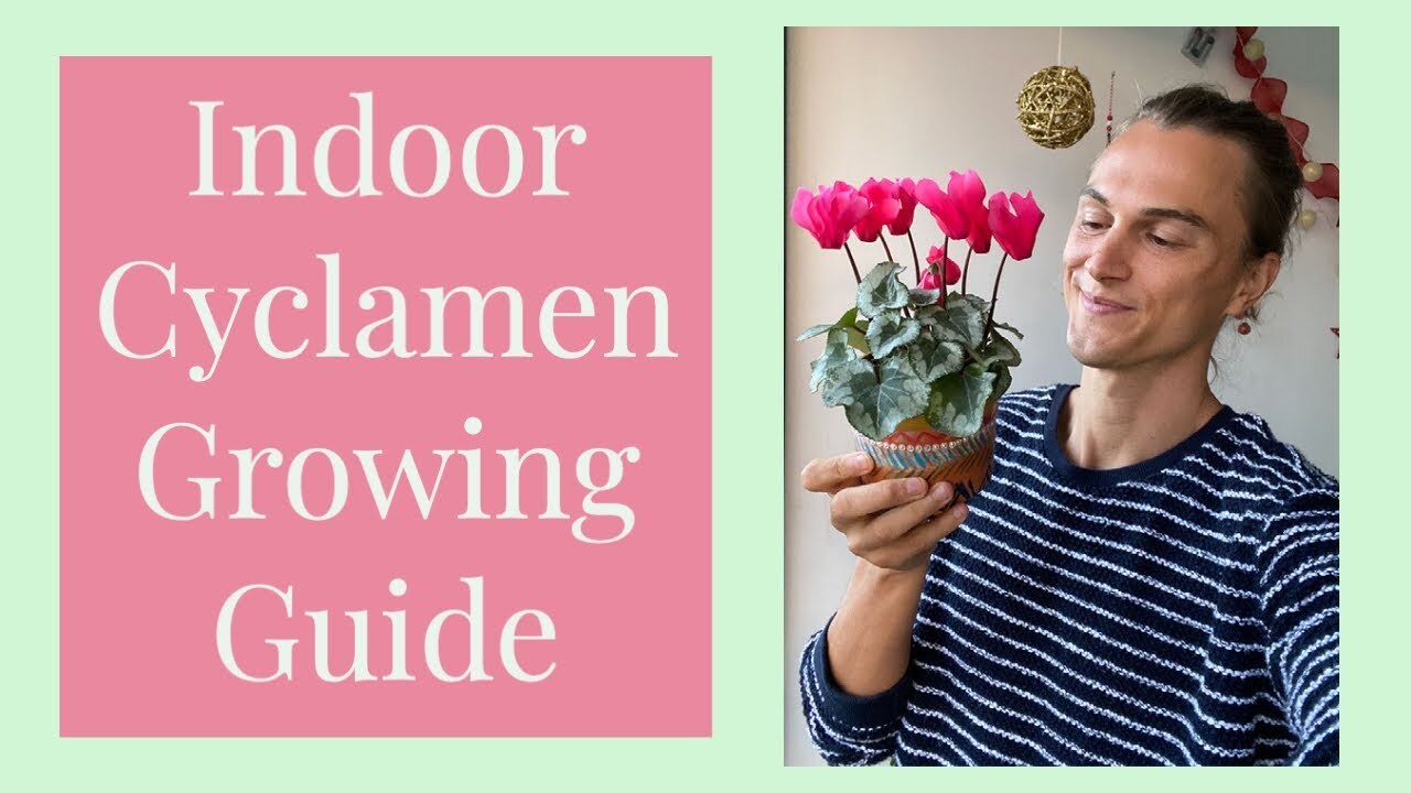 Video thumbnail for CYCLAMEN Ultimate Growing Guide & After Bloom Care