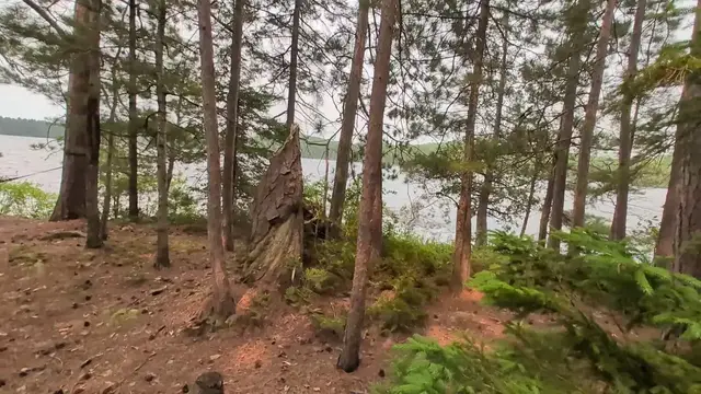 Video thumbnail for This Fallen Tree Made a Sound