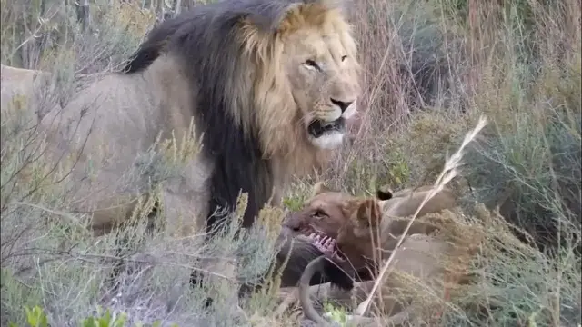 Video thumbnail for Lion Video  | Royalty Free