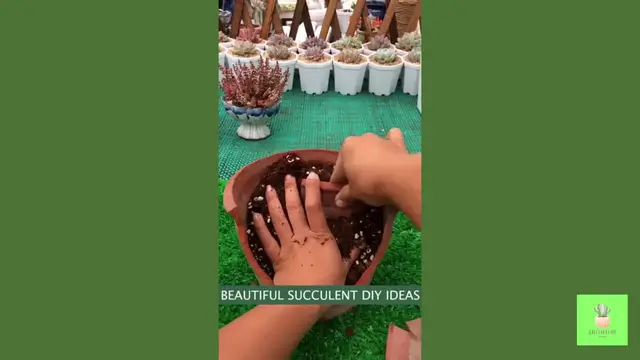 'Video thumbnail for RECYCLE INTO BEAUTY With These Succulent Ideas!'