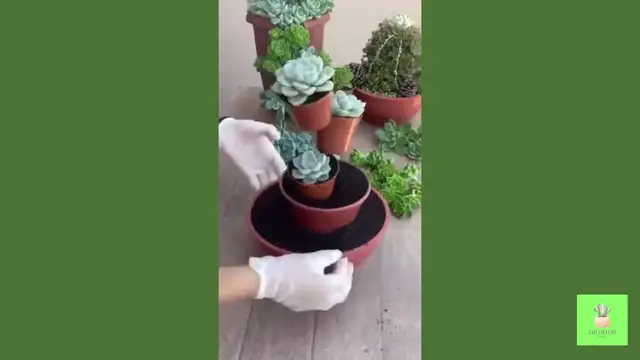 'Video thumbnail for Step-by-Step How to Make a Succulent Arrangement for Your Garden'