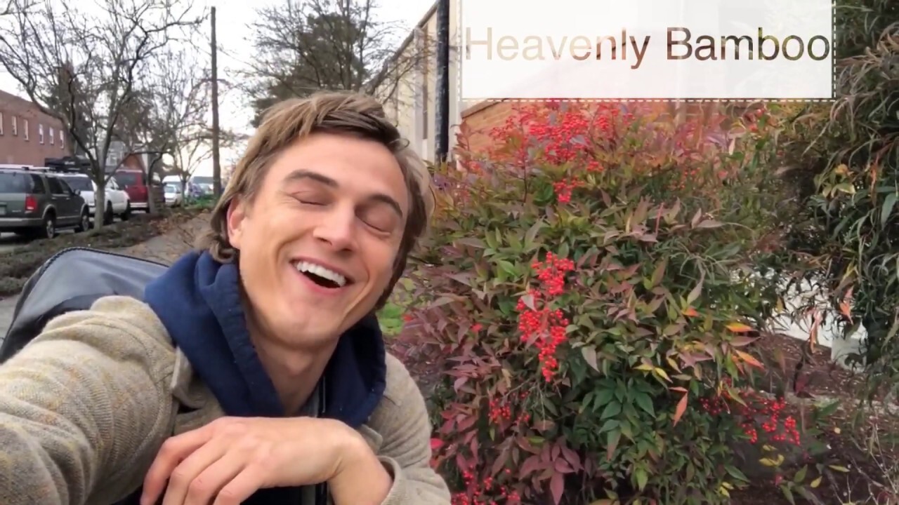 Video thumbnail for Nandina domestica: Heavenly Bamboo