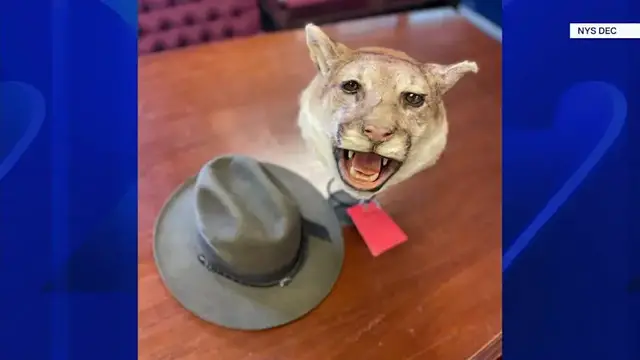 Video thumbnail for Illegal mountain lion head for sale leads to charge for Hudson Valley shop owner