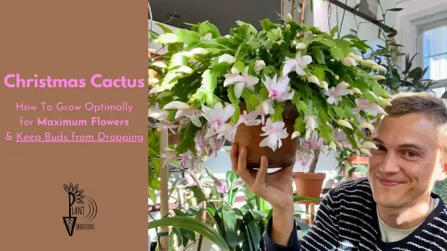 Video thumbnail for Christmas Cactus: How to Get lots of Flowers, No Bud Drop, & Growing Tips - do this in Autumn