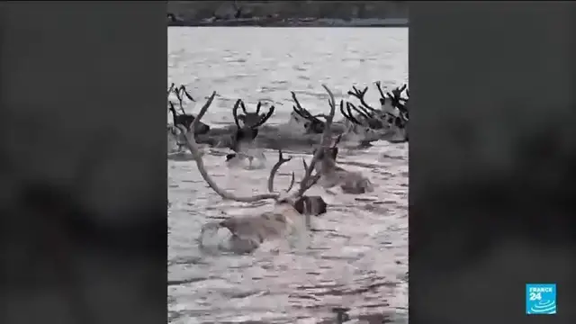 'Video thumbnail for The spectacle of animal migration across the world'