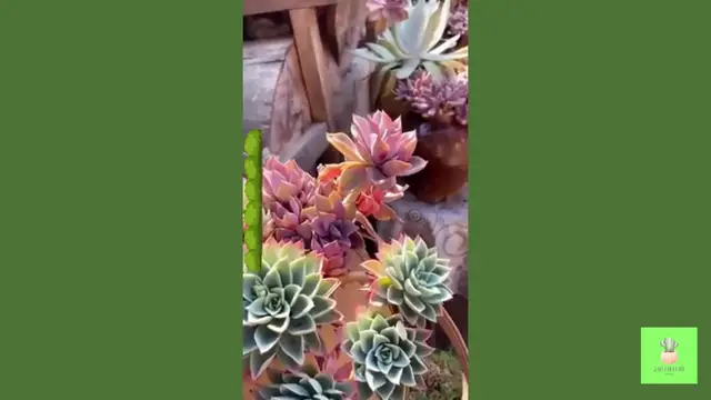 'Video thumbnail for Recycle Old Things to Grow Succulents'