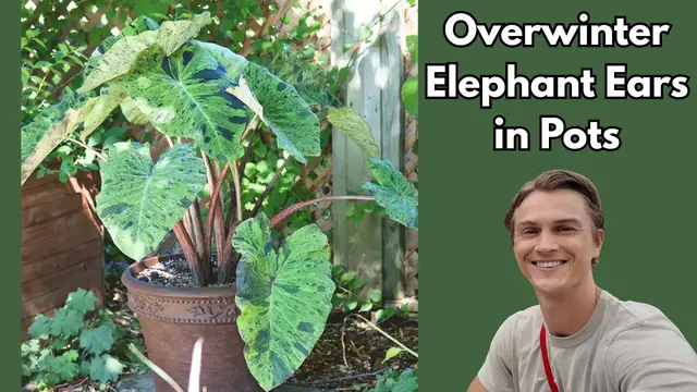 Video thumbnail for ELEPHANT EAR (Colocasia) - How to Overwinter Plants - Easy Method