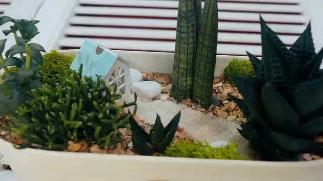 Video thumbnail for Best Location for Spider Plants Indoors