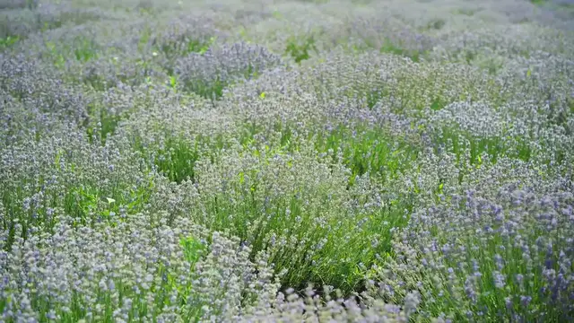 Video thumbnail for How to Increase Lavender Blooms