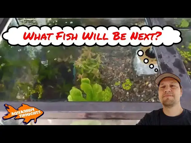 Video thumbnail for A little about money and more about the 80 Gallon Outdoor Tank - Aquarium Thoughts